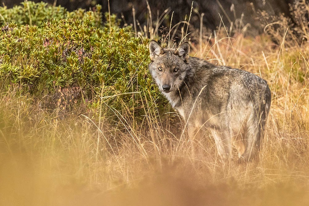 loup en france