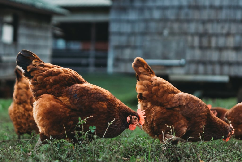 Chickens as a method of cormfort