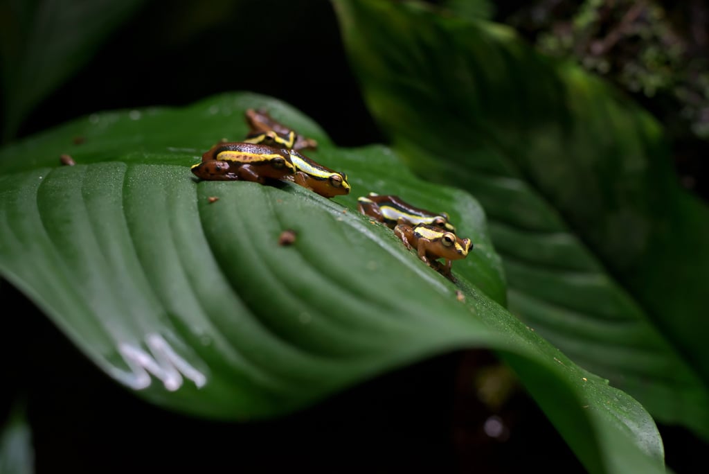 "The Causeway" - Vancouver Aquarium, Canada