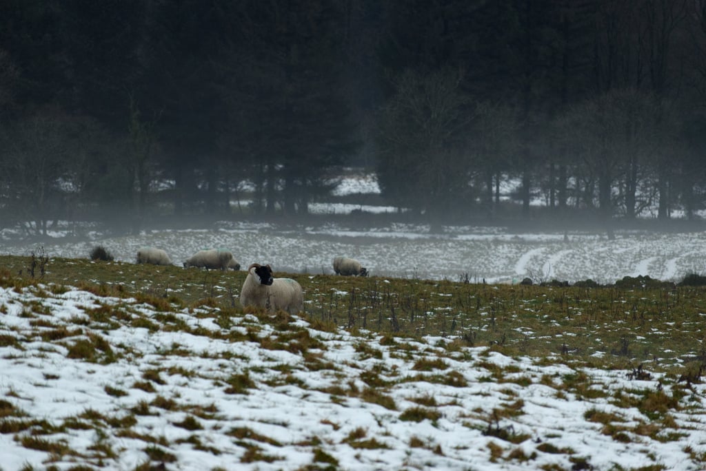 "Sentry" - Kilmacolm, Scotland