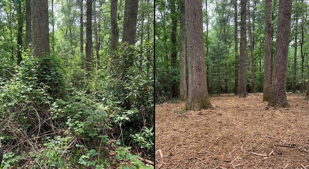 Overgrown steep slope in Hendersonville, NC, covered in thick brush and then cleared and mulched
