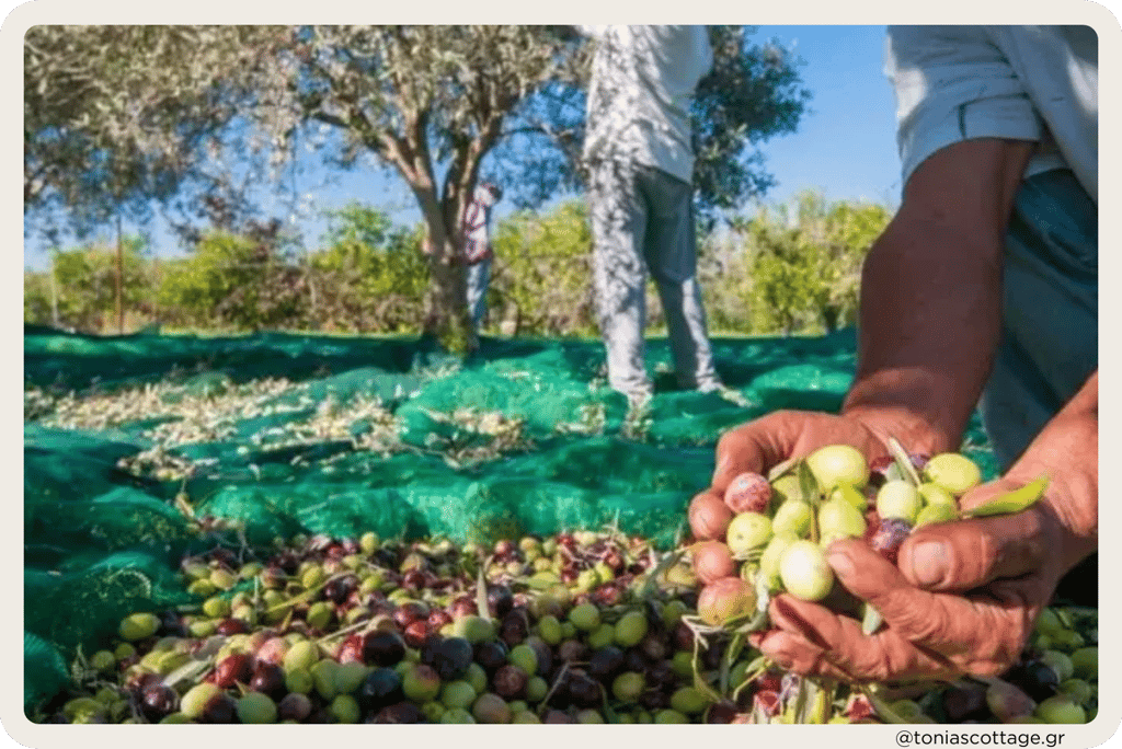 Olives being harvested in Crete during the harvest season