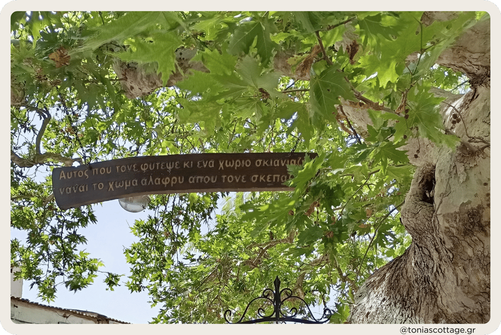 Platanus tree with Mantinada poem in Alagni Village