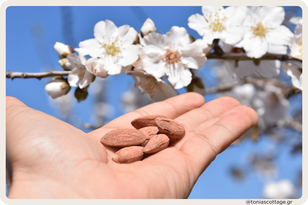 Hands holding fresh almonds with almond tree blossoms in the background in Crete