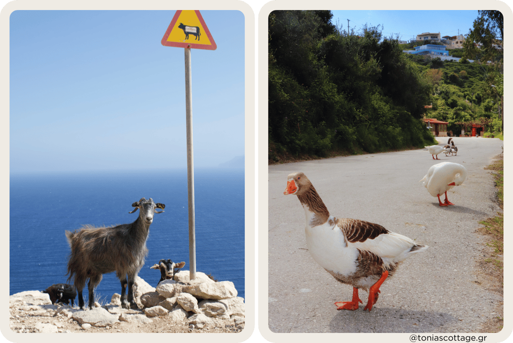 A wild Cretan goat on rocky terrain and a duck walking along a road in Crete