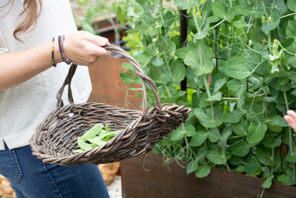 Julie Picchiotti Harvesting Sugar Snap Peas