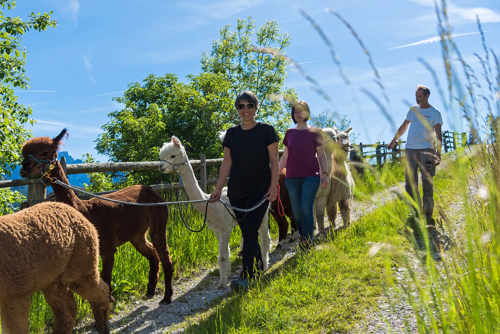 Visit Stamma Alpaca | Outdoor Alpaca Adventures