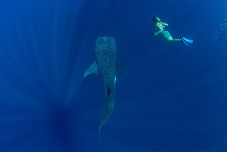swimming with the whale shark Puerto Princesa Palawan