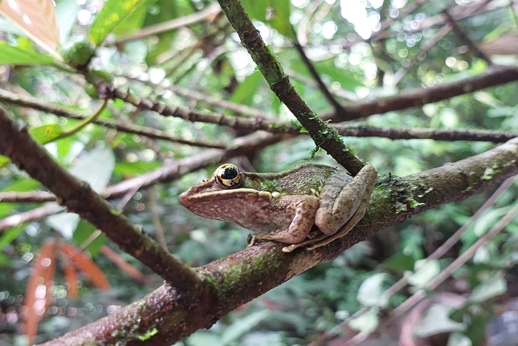 atv adventure khao lak tree frog at waterfall