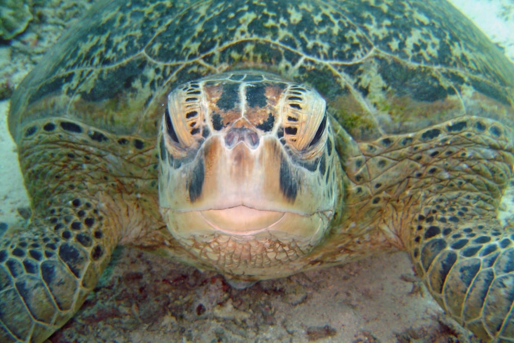 borneo sipdan diving turtle