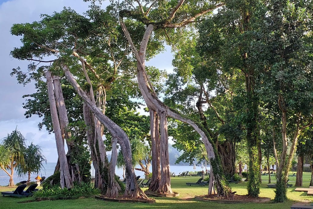 khao lak merlin beach resort trees