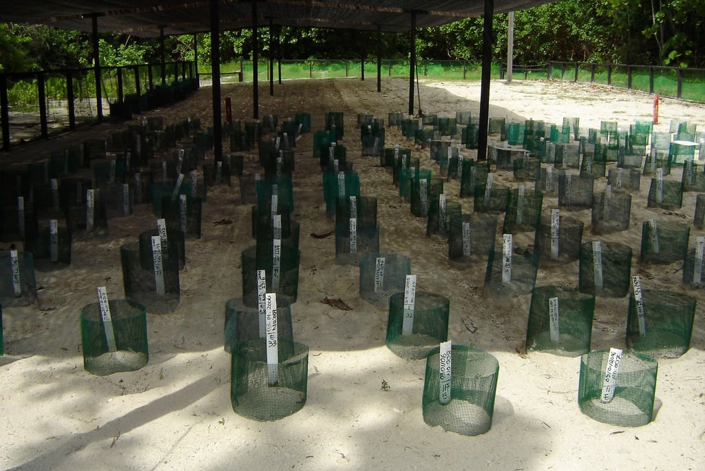 borneo palau selingan turtle hatchery