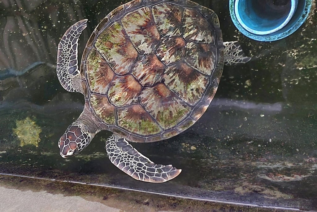 Phang Nga Coastal Fisheries Development Centre turtle