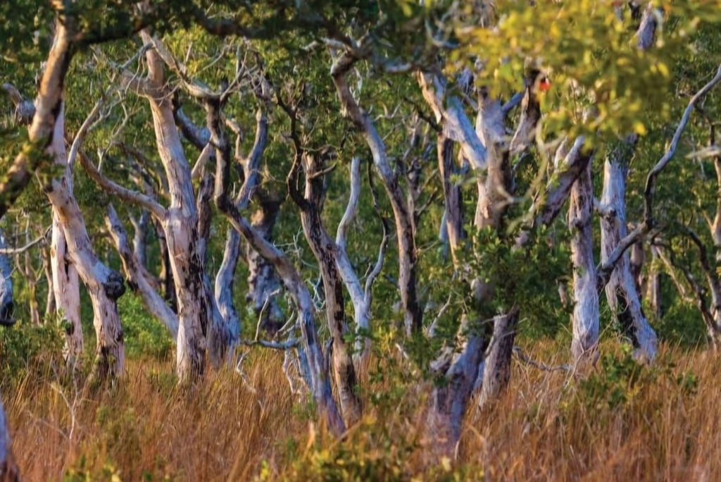 thung samet khao hat thai mueang national park trees