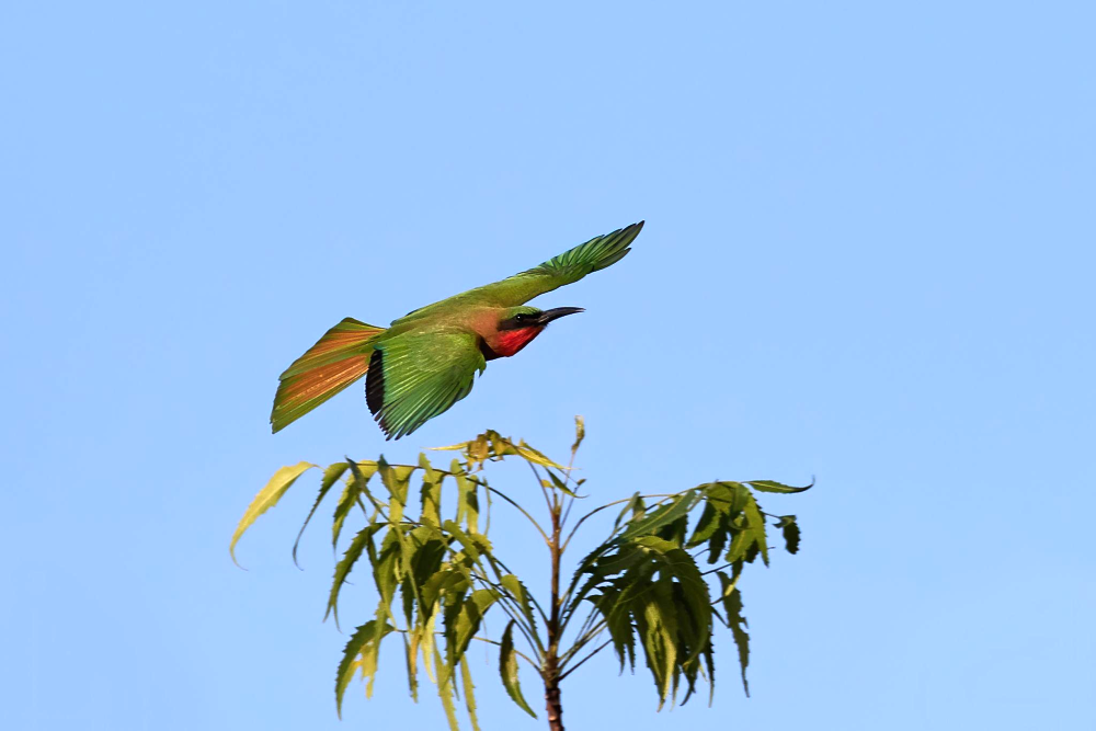 Roodkeelbijeneter (Merops bulocki) vliegend boven de rivieroevers in West-Afrika.