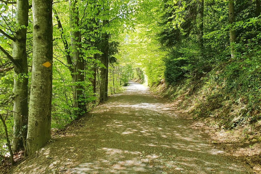 The path of the Kleiner Rugen Ringweg enclosed by a canopy of trees