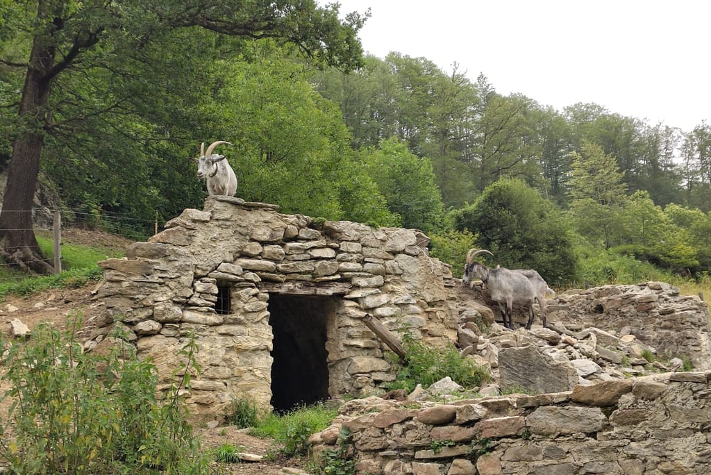 Goats climbing on the foundation of a burned down building at Ballenberg