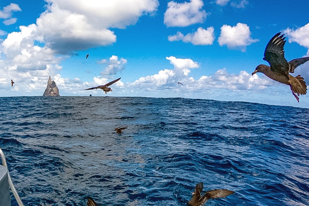 Sea to Summit Expeditions Ball's Pyramid Bird Bird Watching Tour