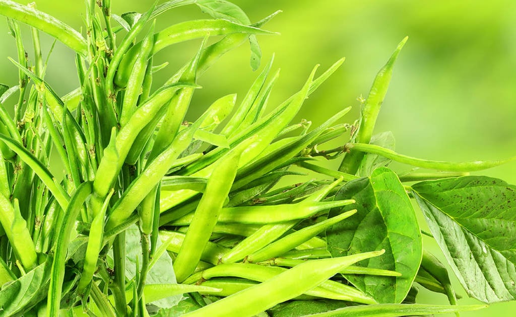 Guar bean