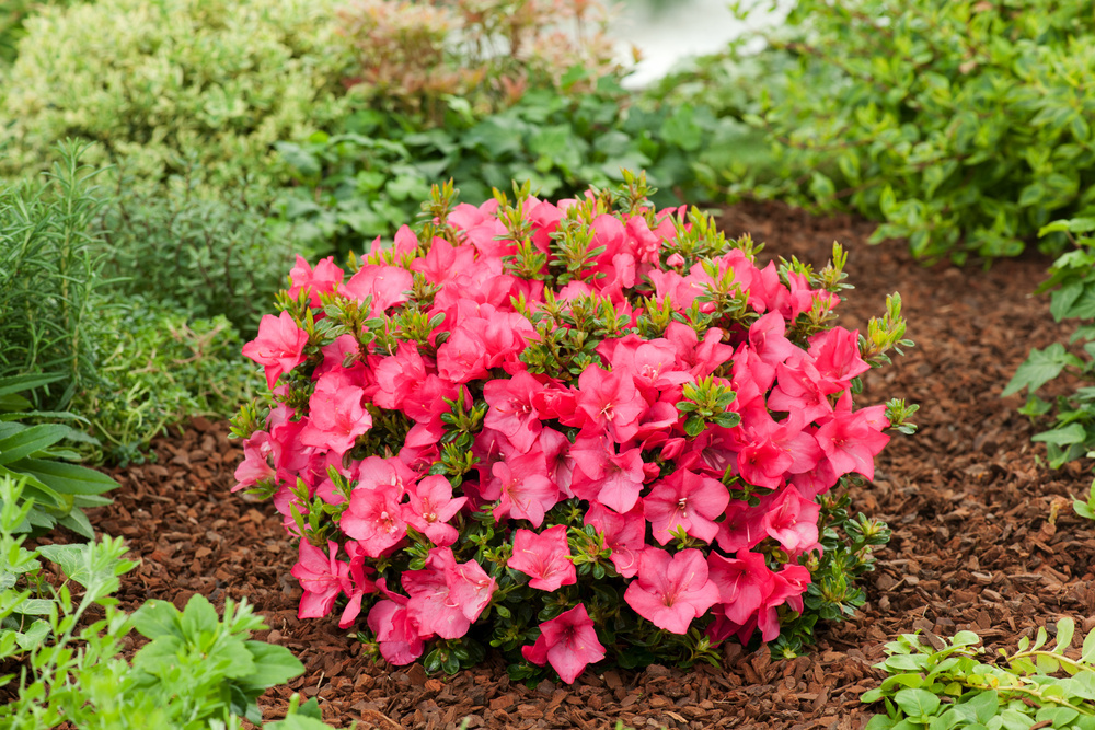 a maintenance-light bush with pink flowers
