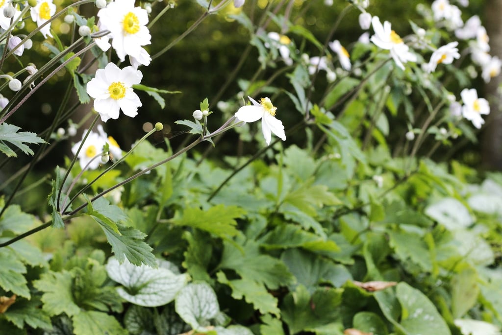 witte anemonen gecombineerde border