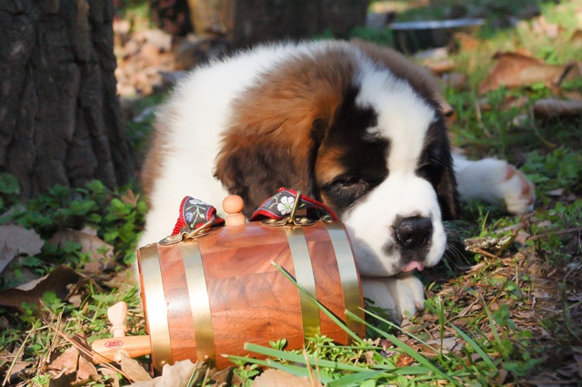 Saint Bernard puppies
