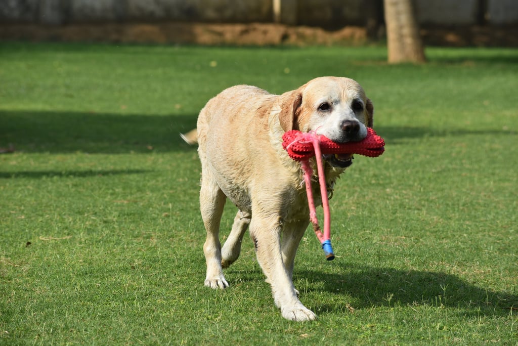 Dog Boarding, Dog Boarding near me, Pet Boarding, Pet Boarding near me, Dog Care, Happy Pettings