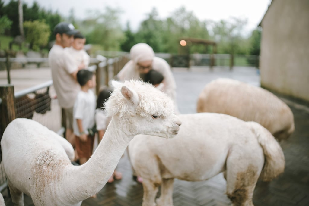 Alpaca portrait during a family photography session at Bali Farm House Bedugul Bali.