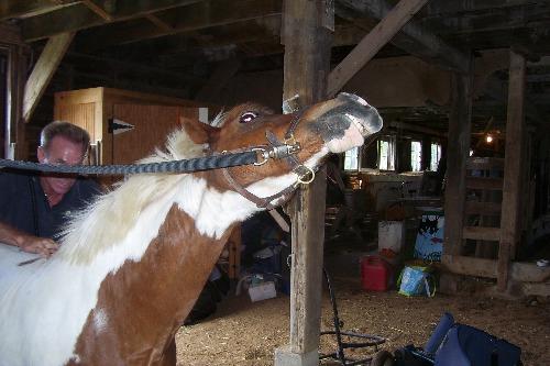 A horse stretching it's neck in pleasure from being massaged