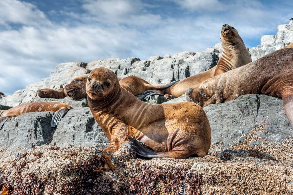 Des lions de mer à Ushuaïa en Patagonie