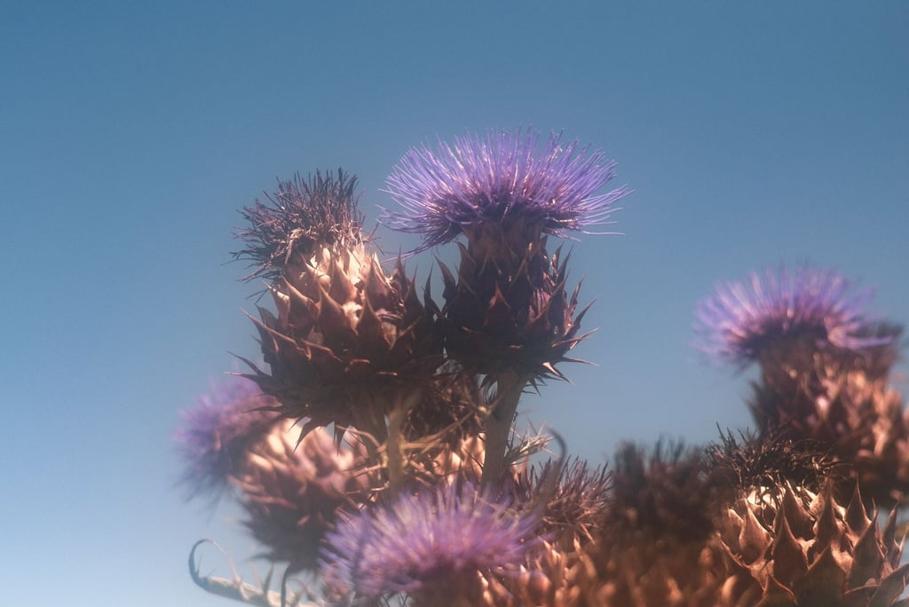 a plant with purple flowers on a blue sky