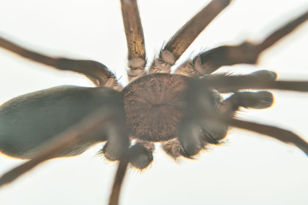 a spider. especie kukulkania