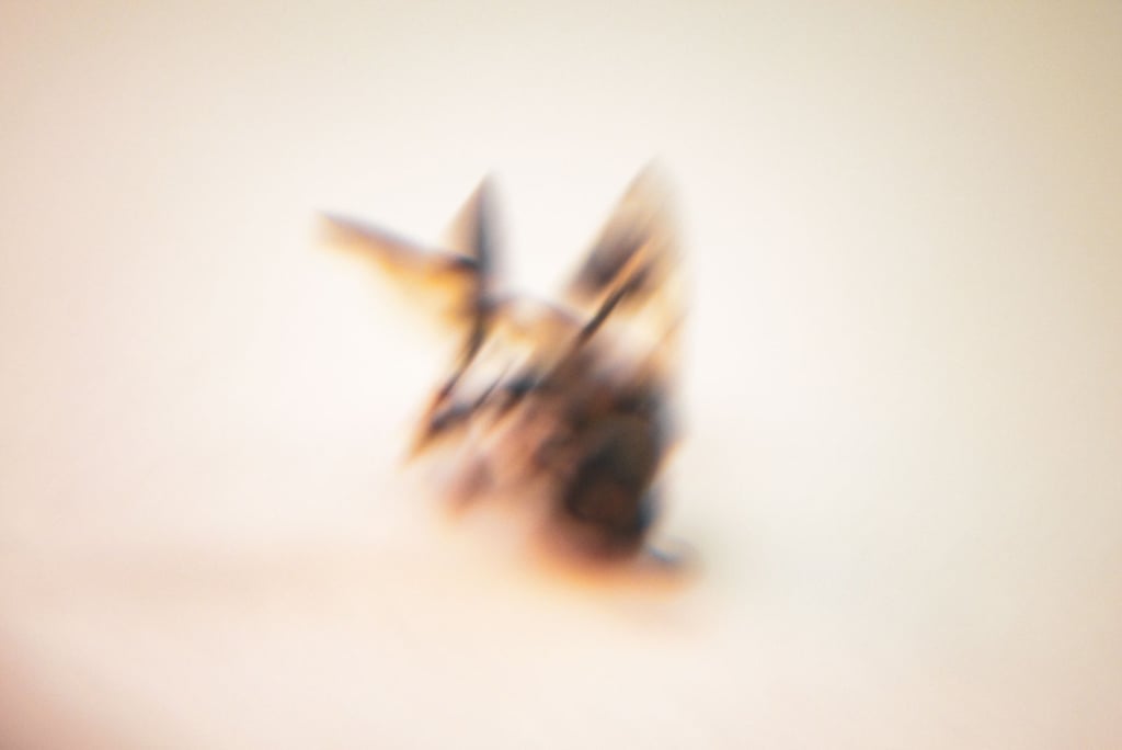 a blurry photo of a bird with a blurry background