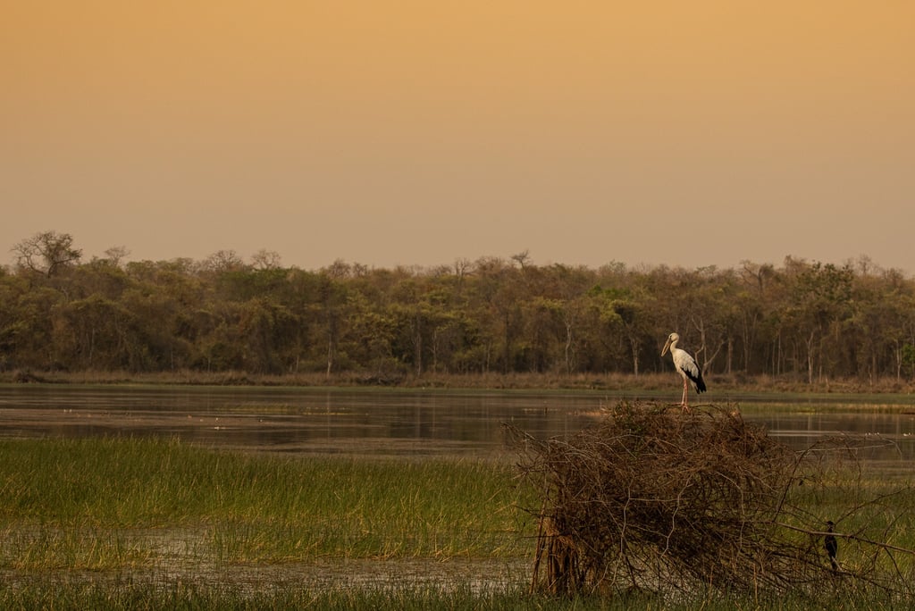 An Openbill Stock sitting on a dry grass with the wetland as background