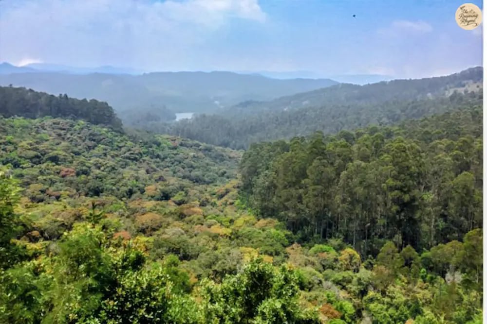 Forest view from Mathikettan View Point in Kodaikanal.