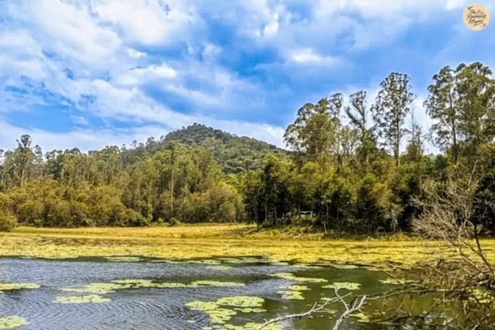 Serene Berijam Lake surrounded by greenery in Kodaikanal.