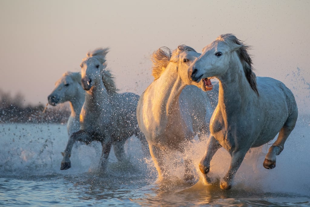Wild white Camargue horses galloping through water at sunset with splashing waves and golden light.