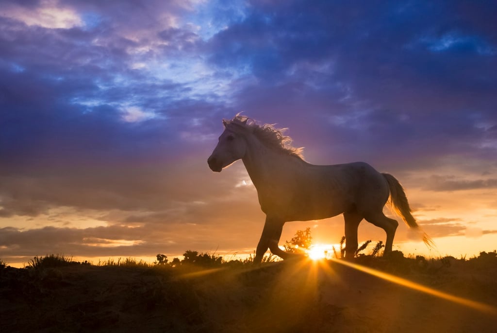 A white horse running through a field at sunset with a purple and orange sky in the background.