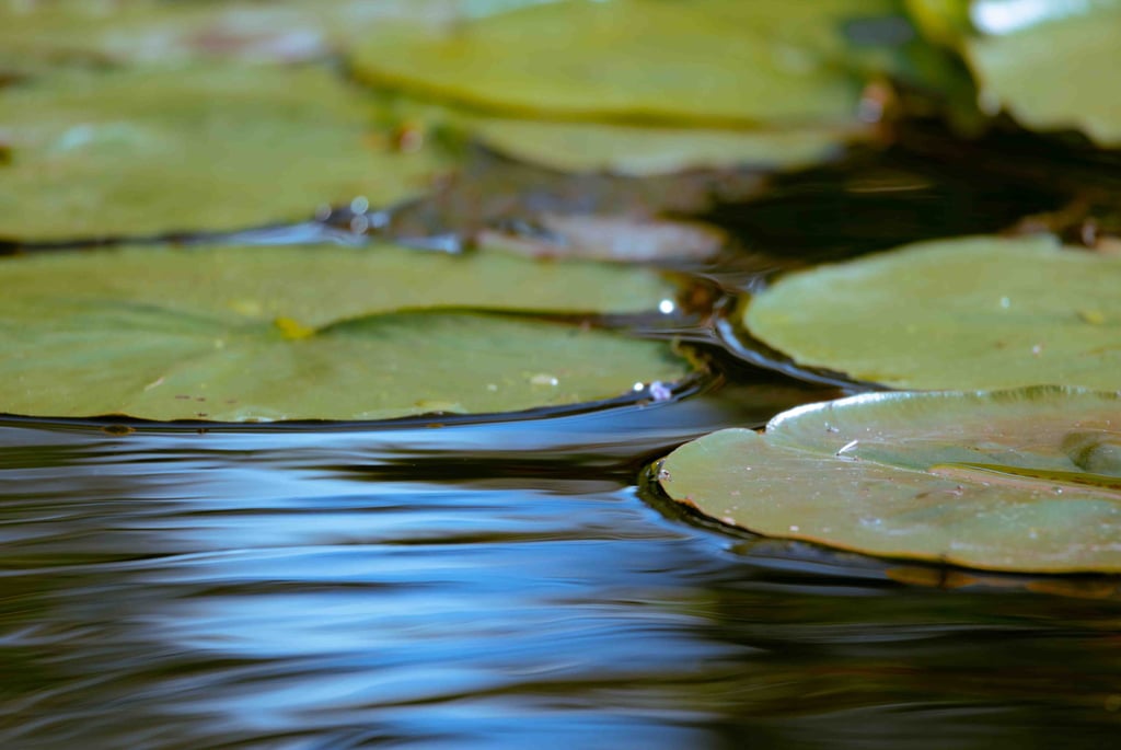 Whimsical and dreamy shot of water lilies.