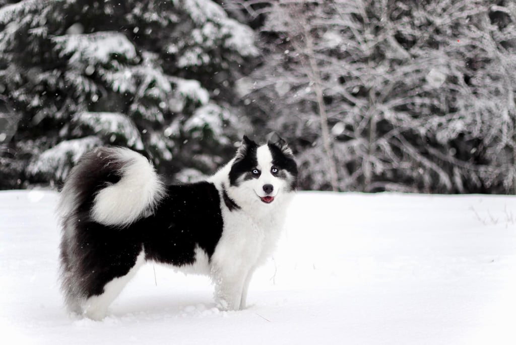 Yakutian laika kennel
