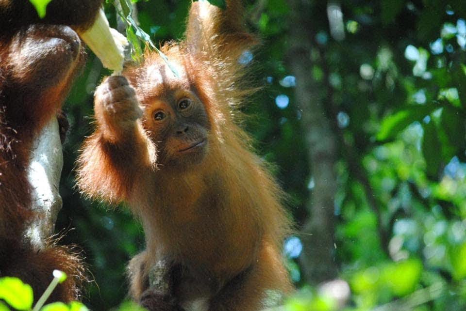 Bukit Lawang