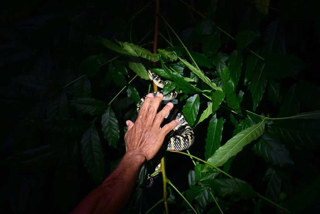 Bukit Lawang Trekking
