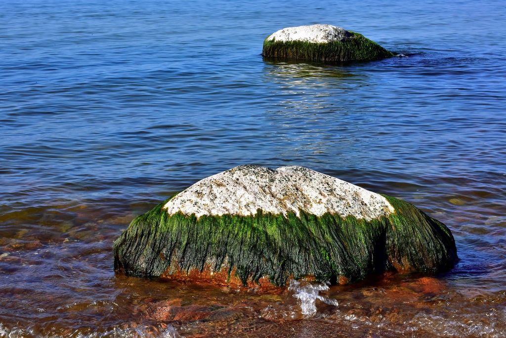 baltijos jūros gamta