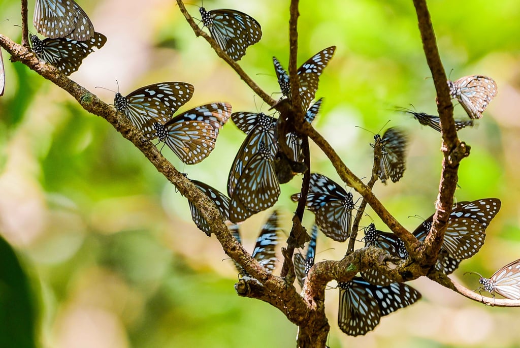 Services regarding setting up butterfly garden, organic farming and sustainable farming practices.