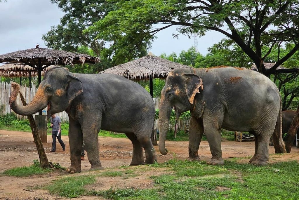 Phuket Ethical Elephant Sanctuary Teenagers