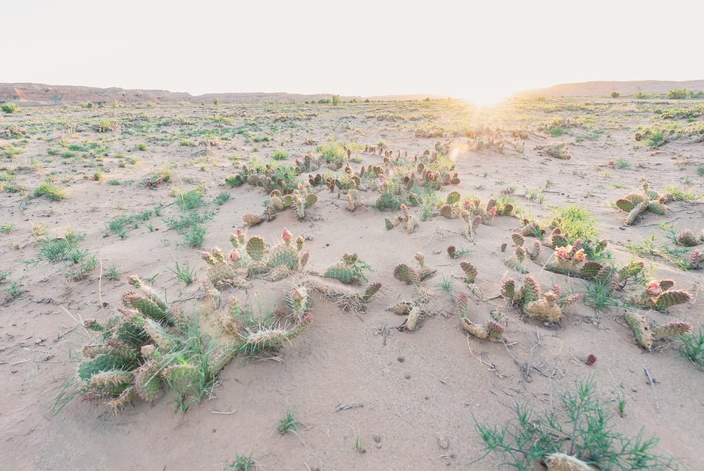 Prickly pear cacti blooming in a sandy desert landscape at golden hour sunset.