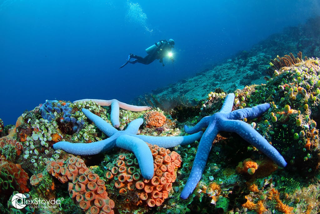 a diver in the ocean with blue starfishs