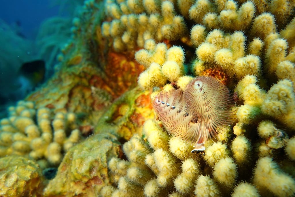 Christmas tree worms nestled among yellow pencil coral