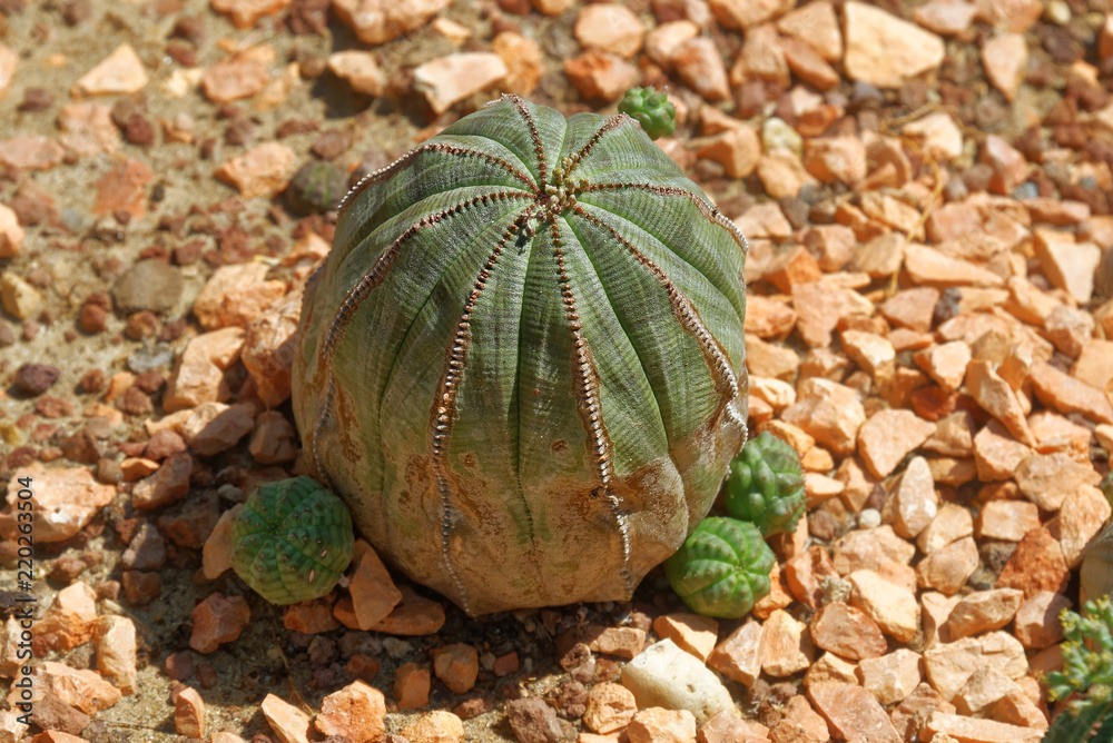 small green baseball cacti growing in a stony lanscape