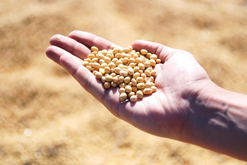 a person holding a handful of soybeans